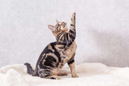 A kitten with a beautiful black pattern on its back looks at the toy off-screen and reaches for itの写真素材