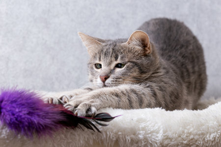 A gray striped kitten is playing with a toy made of purple feathersの写真素材