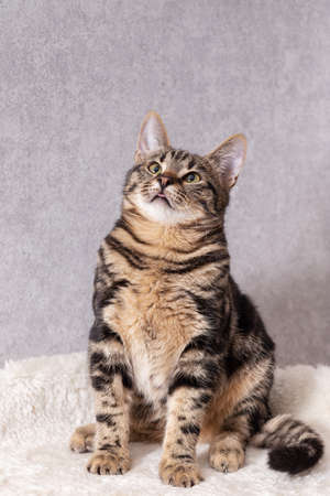 A kitten with black streaks on its fur sits funny and follows the toy out of the frame with its eyesの写真素材