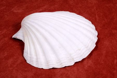 Photo of a Sea Shell