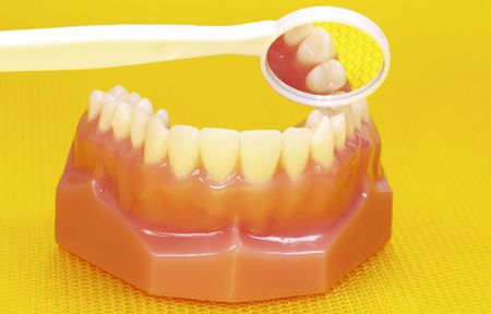 A Toothbrush and a Model of Teethの写真素材