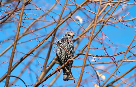 Photo of a Starlingの写真素材