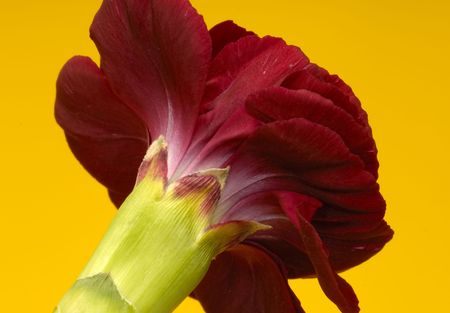 Photo of a Flowerの写真素材