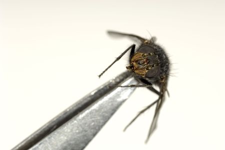 Tweezers Holding a Flyの写真素材