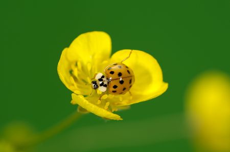 Photo of a Ladybugの写真素材
