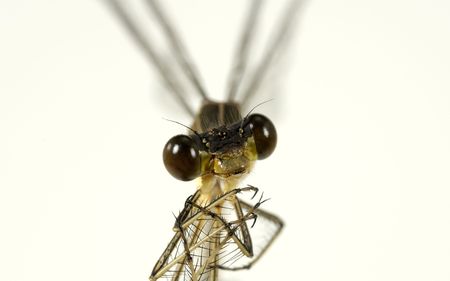 Macro Photo of a Dragon Fly