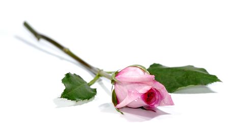 Photo of a Pink Rose - Flower / Floristの写真素材