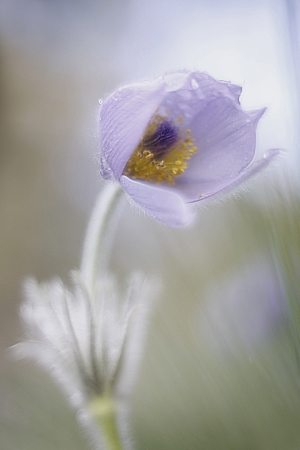 Pasque flower on the meadow with blurry background