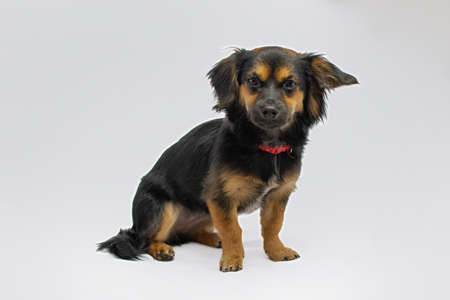 black and tan dog on a white background.の写真素材