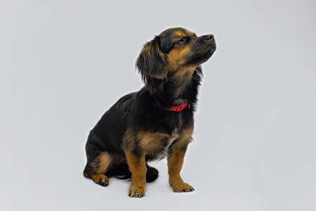 Black and tan dog with red bow tie isolated on white backgroundの写真素材