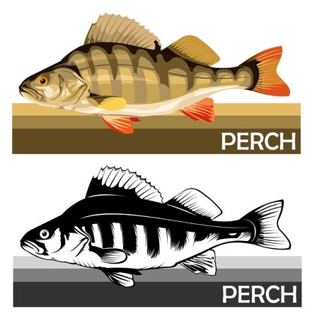 Perch common fish. Predatory river fish. European fish. Edible. Fishing for perch. River, lake. Striped Barbed. Introduced to Africa and Australia. Isolated. Vector illustration.のイラスト素材