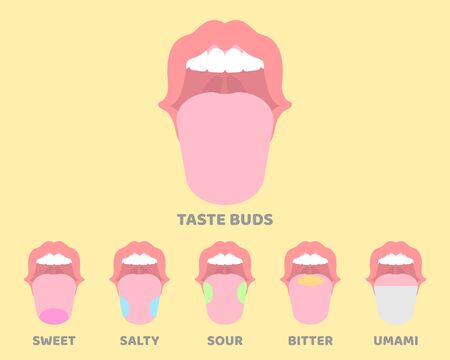 oral, mouth, tongue, taste buds, internal organs anatomy body part nervous system, vector illustration cartoon flat design clip artのイラスト素材