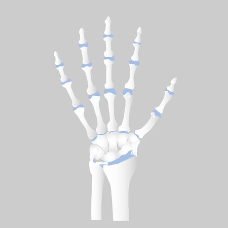 bone of the hand anatomy, internal organs body part orthopedic health care, vector illustration cartoon flat character design clip artのイラスト素材