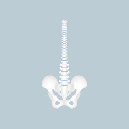 anatomy of human spine, spinal cord, thoracic, cervical, lumbar, pelvic bone, internal organs body part orthopedic health care, vector illustration cartoon flat character design clip art isolatedのイラスト素材
