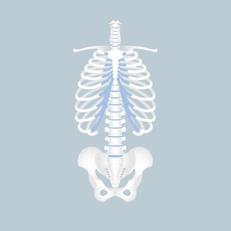 anatomy of human spine, spinal cord, rib cage, pelvic bone, backbone, internal organs body part orthopedic health care, vector illustration cartoon flat character designのイラスト素材