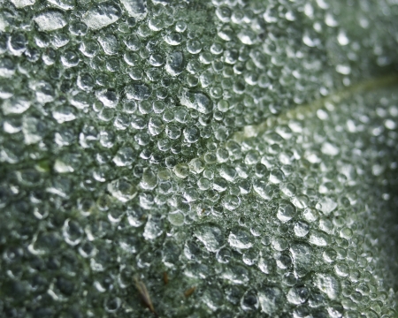 Drops on leaf