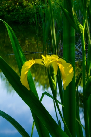 Yellow  lotus flower on the lake
