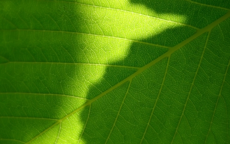 Green leaf macro shot