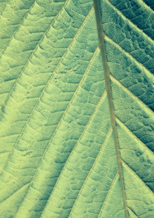 Green leaf macro shotの写真素材