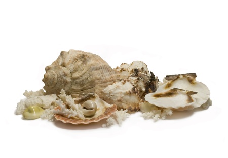 Group of sea shells and corals isolatedの写真素材