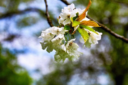 Flowers of the apple blossoms on a spring day.の写真素材