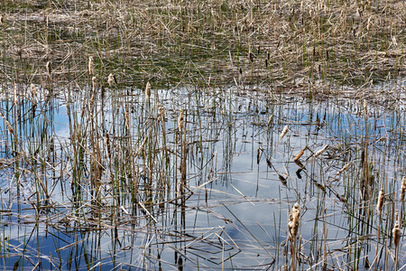 Overgrown lake with reeds and reflection of sky.