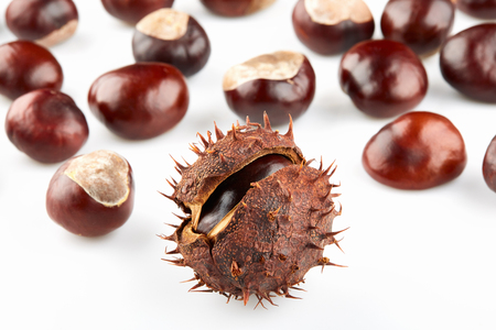 Chestnut with brown thorny peel and many peeled horse-chestnuts on white background.の写真素材