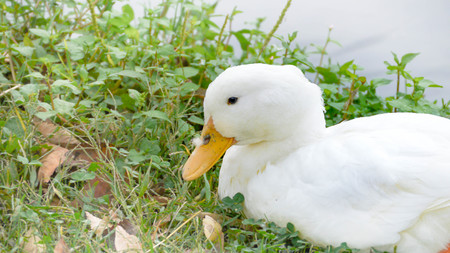 Duckの写真素材