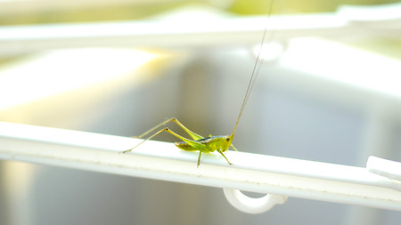 The grasshopperの写真素材