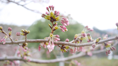 The buds of japanese sakuraの写真素材