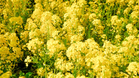 Rape fieldの写真素材