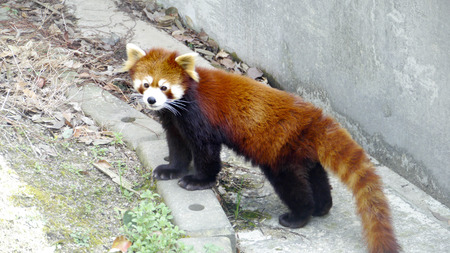 Red Pandaの写真素材