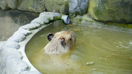 カピバラ温泉の写真 イラスト素材一覧 7件 ストックフォトのamanaimages Plus