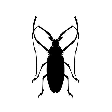 pruner beetle vector illustration black silhouetteのイラスト素材