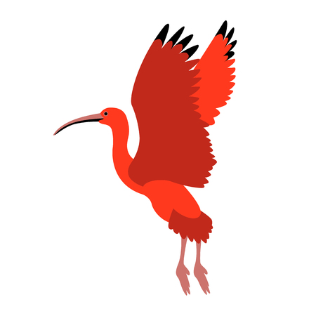 Scarlet ibis vector illustration style Flat sideのイラスト素材