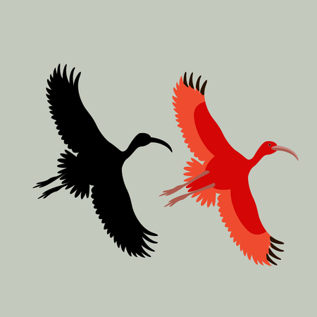 Scarlet ibis vector illustration style Flat black silhouetteのイラスト素材
