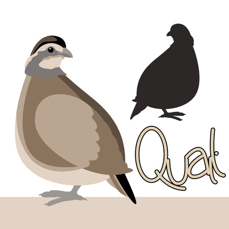 Bird quail vector illustration style Flat black silhouetteのイラスト素材