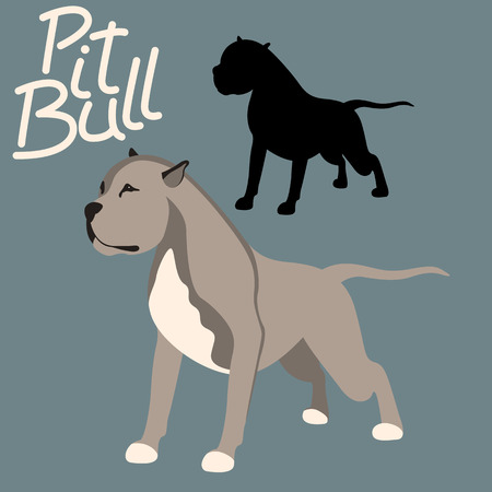 Pitbull terrier vector illustration style flatのイラスト素材