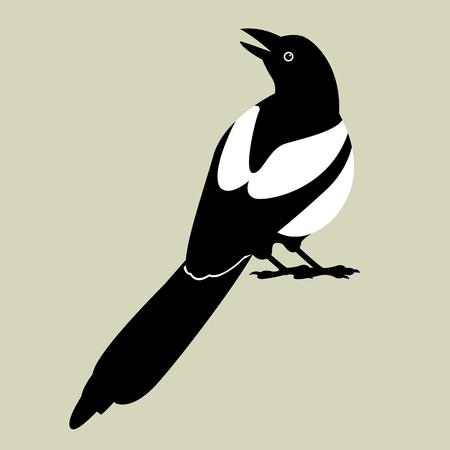 magpie vector illustration style flatのイラスト素材