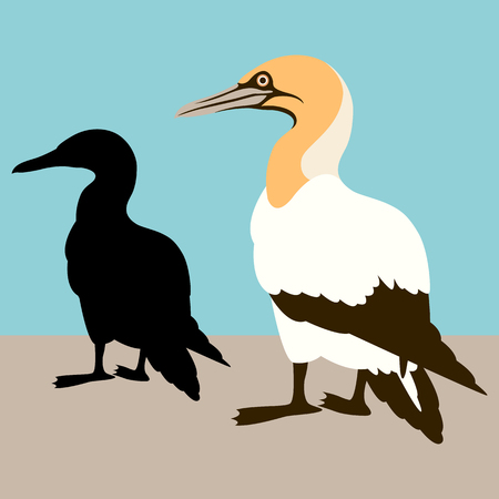 Cormorant white vector illustration flat style profile side.のイラスト素材