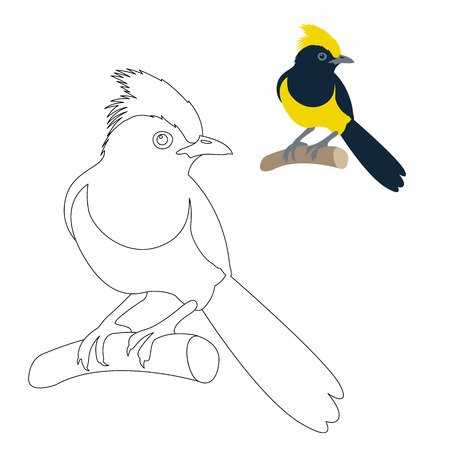 sultan tit bird vector illustration coloring page outline のイラスト素材