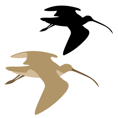 Curlew bird vector illustration, flat style black silhouetteのイラスト素材
