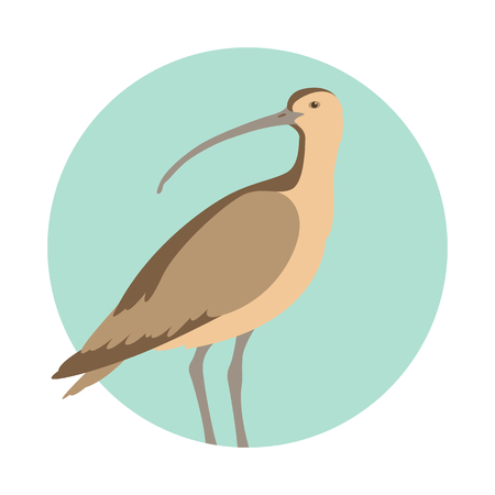 Curlew bird vector illustration flat style profile side.のイラスト素材