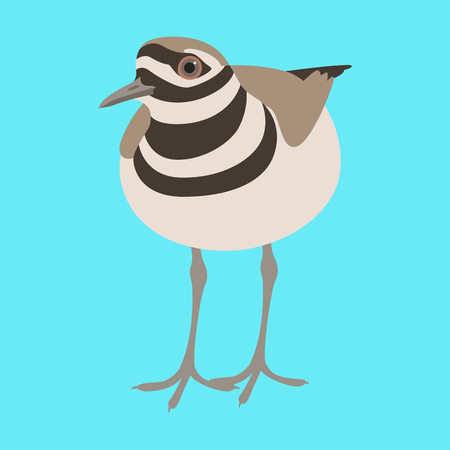 Kill deer bird vector illustration flat style front sideのイラスト素材