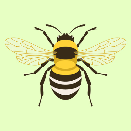 humblebee  vector illustration flat style  front side background