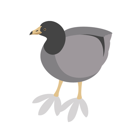 american coot  profile side vector illustration flat styleのイラスト素材