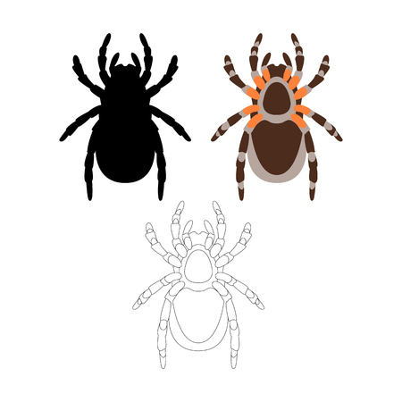 spider  vector illustration flat style front side coloring silhouetteのイラスト素材