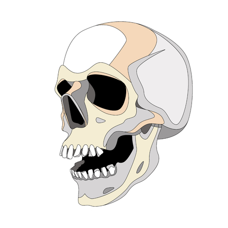 human skull vector illustration lining draw  profile sideのイラスト素材