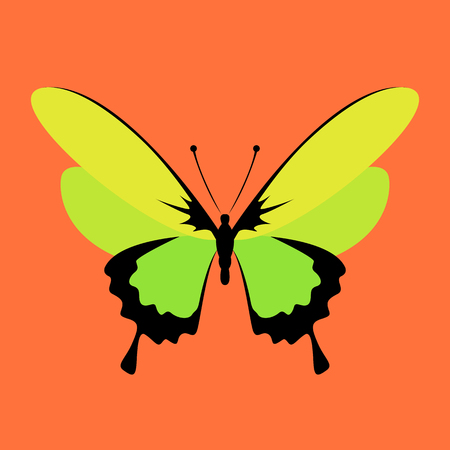 yellow butterfly vector illustration  front viewのイラスト素材