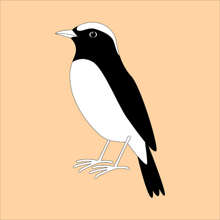 arabian wheatear bird ,vector illustration , profile viewのイラスト素材